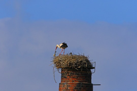 Storch wirft Jungvogel aus dem Horst | © Hans Schönecker