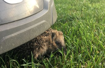 Igel unter Mähroboter | © Martina Gehret