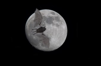 Fledermaus und Vollmond | © Andreas Hartl