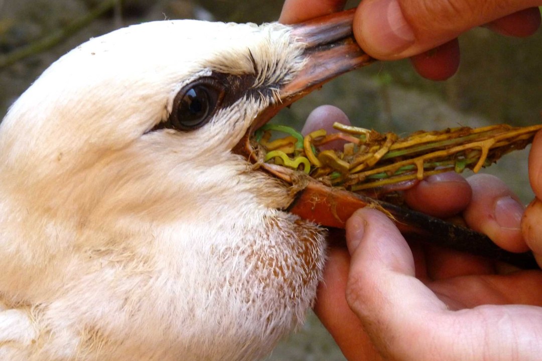 Storch werden verschluckte Gummibänder aus dem Schnabel gezogen. | © Bärbel Rogoschik