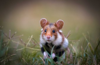 Feldhamster | ©Olena Pfister