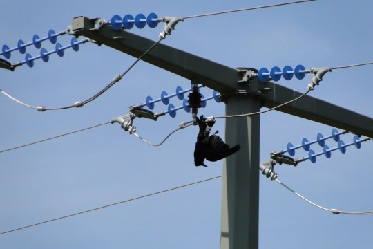 stromtote Rabenkraehe an ungenuegend gesichertem Abspannmast mit zu kurzen Haengeisolatoren | © M. Diller