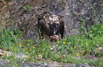Recka frisst ein grosses Stück Fleisch | © Markus Leitner
