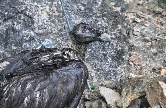 Bartgeier Recka in der Nische | © Hansruedi Weyrich