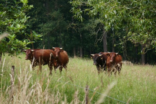 Rotes Höhenvieh im LBV-Schutzgebiet Dippoldsberg  | © Nadja Danner