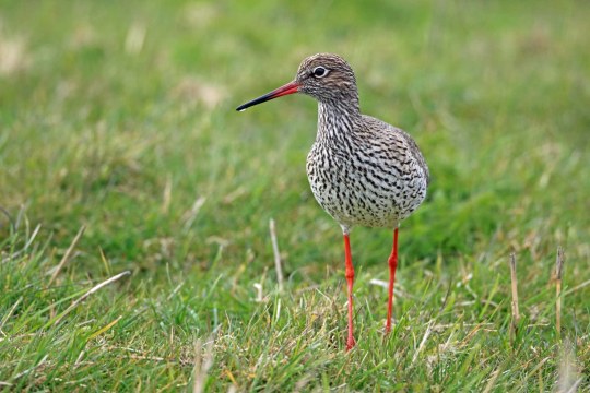 Rotschenkel in einer Wiese. | © Frank Derer