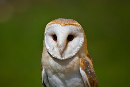 Fliegender Uhu | © R. Roessner