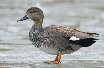 Schnatterente-Männchen im Profil | © Frank Derer