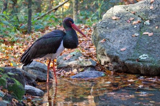 Schwarzstorch steht in einem niedrigen Gewässer in einem Wald | © Marcus Bosch