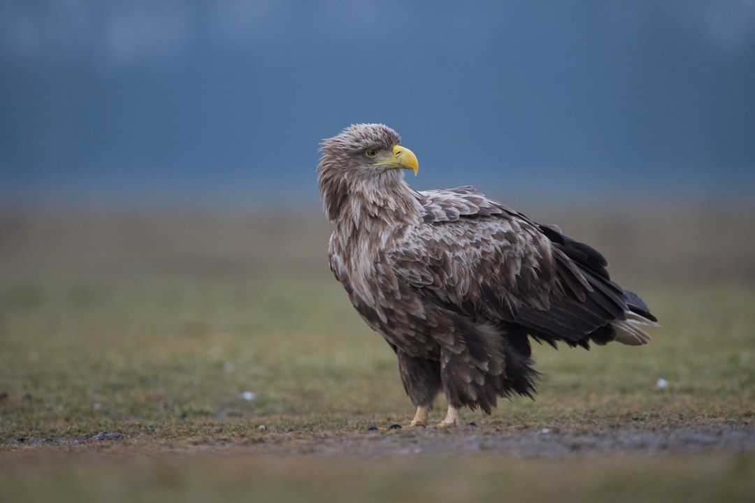 Seeadler sitzt am Boden auf einer Wiese | © Wolfgang Lorenz