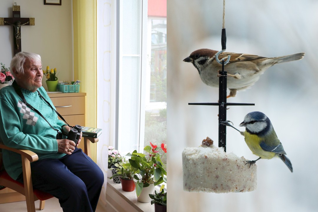 Links sitzt eine Seniorin am Fenster, rechts ein Feldsperling und eine Blaumeise an einem Fettkuchen | © C. Bria/B. Umkehr