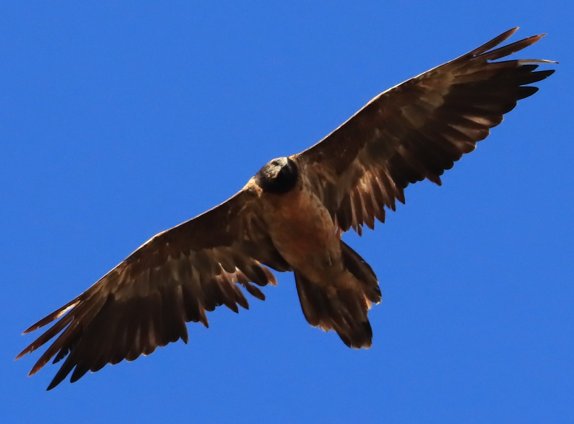 Sisi im Oktober 2025 | © ML.U-Ulliel