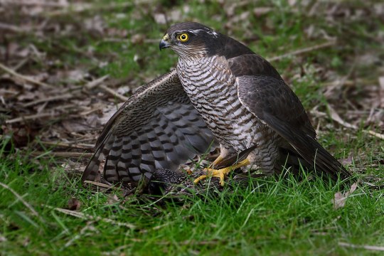 Sperber mit Star als Beute | © Carl-Peter Herbolzheimer