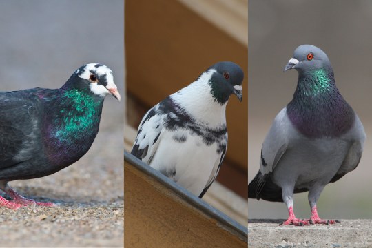Drei Stadttauben in verschiedenen Gefiedervariationen | © Rosl Rößner/ Zedenek Tunka/ Zdenek Tunka