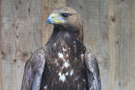 Steinadler | © F. Baer