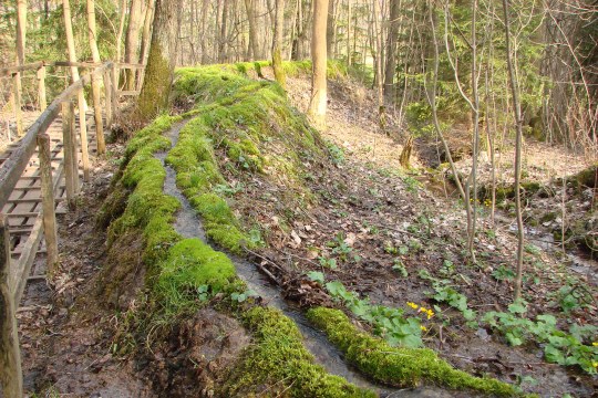 Die Steinerne Rinne bei Rohrbach schlängelt sich durch den Wald. | ©Zoran Jokic