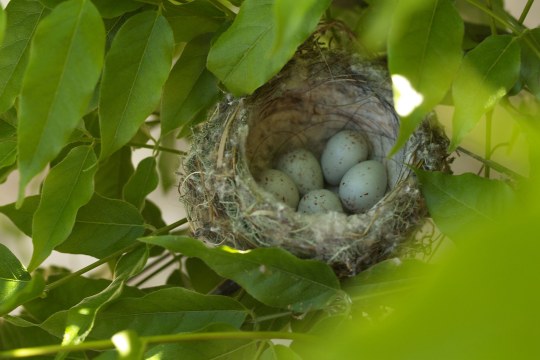 Stieglitznest mit fünf grünlichen und schwarz gesprenkelten Eiern in einem Baum | © Petra Altrichter