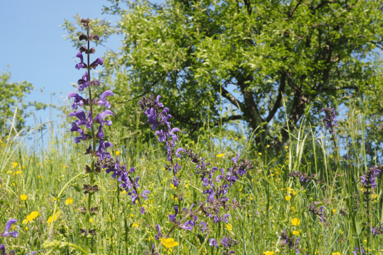 Streuobstwiese | © Franziska Wenger