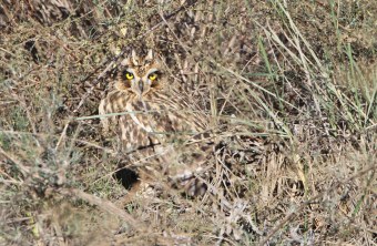 Sumpfohreule tarnt sich gut im Gras | © H.-J. Fünfstück