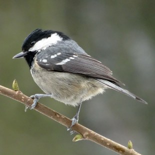 Tannenmeise auf einem Ast | © Maria Bauer