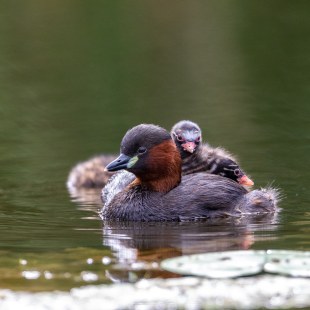 Zwergtaucher | © Urs Leuthäusser
