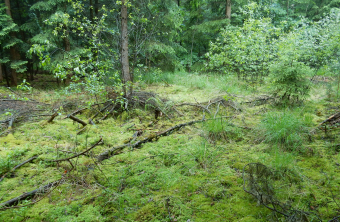 Moor | © Christian Stierstorfer