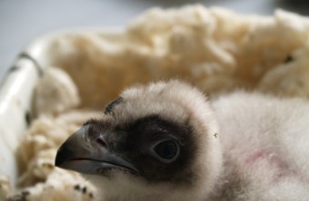 Vitale aka BG1147 | © Pakillo Rodríguez, VCF, Guadalentin, Junta de Andalucia