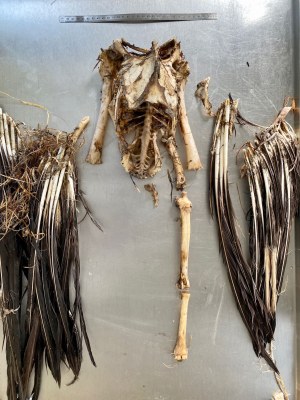 Überreste von Wally | © Rüdiger Korbel - Vogelklinik der LMU