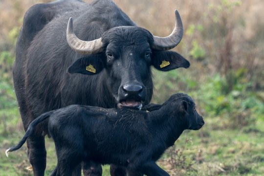 Wasserbüffel | © Wittig  Oliver
