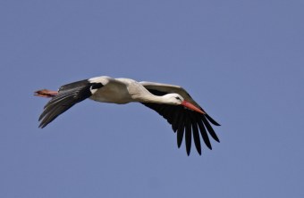 Weißstorch im Flug über blauen Himmel | © Marcus Bosch