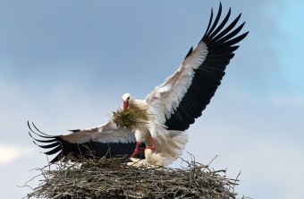 Weißstorch im Nest mit Nistmaterial | © Hans Schönecker