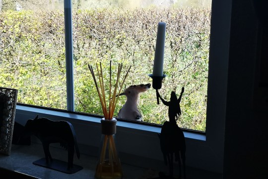 Wiedehopf am Fenster | © Lukas Warter