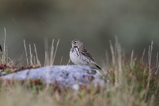 Wiesenpieper sitzt auf einem flachen Stein im Gras | © Hans-Joachim Fünfstück