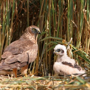 Wiesenweihe im Nest mit Jungvogel | © Zdenek Tunka