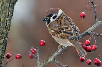 Feldsperling auf einem Ast mit Beeren | © Willi Kroll