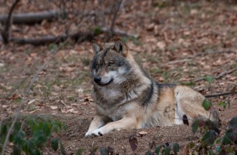 Ein Wolf liegt auf Waldboden, den Kopf hat er in die Höhe gestreckt | © Marcus Bosch