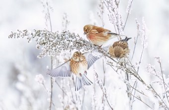 Bluthänflinge | © Dr. John Mihopolus