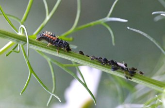 Eine Marienkäfer-Larve frisst ihre Leibspeise, Blattläuse | © Peter Bria