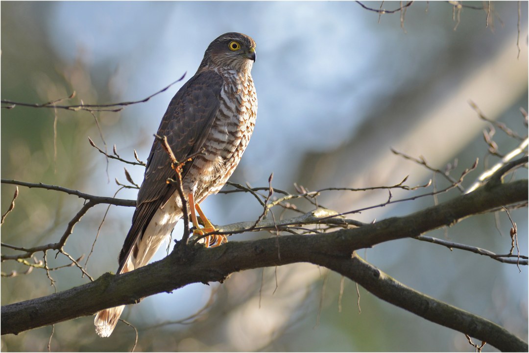 Sperber | © Herbert Henderkes