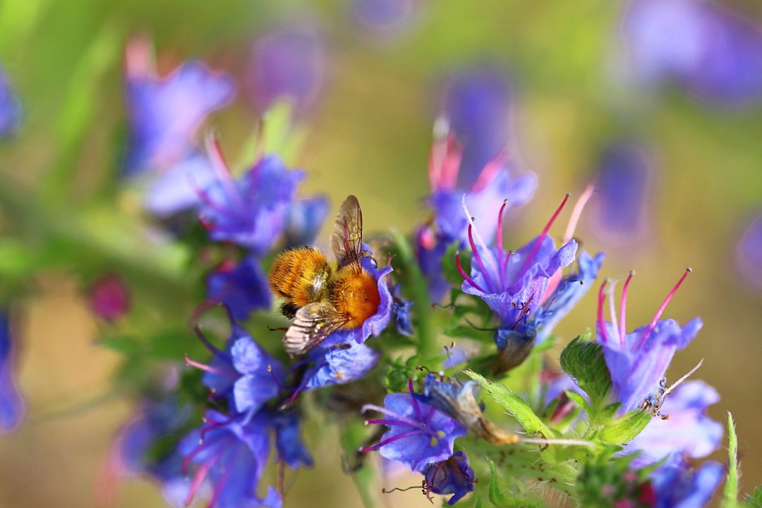 Mooshummel | © Monika Graf