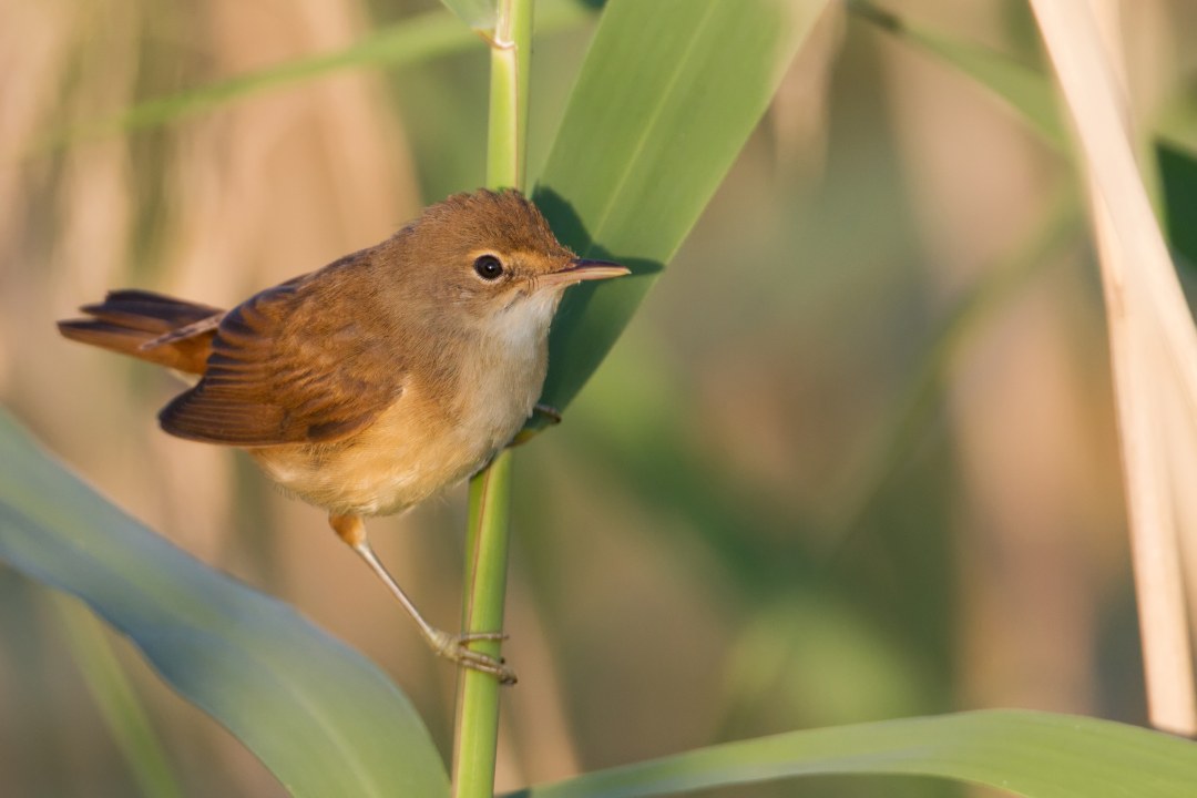 Teichrohrsänger |© Markus Glaessel