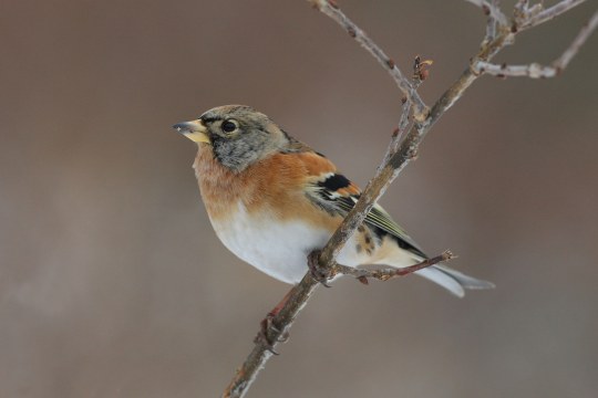 Porträt eines Berfinken | © Zdenek Tunka