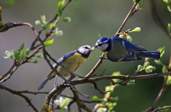 Blaumeisenpaar | © Ingo Rittscher