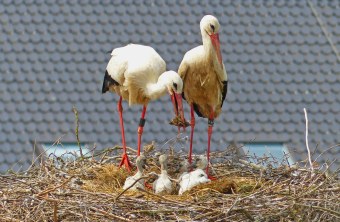 Weißstörche im Nest | © Hans Schönecker