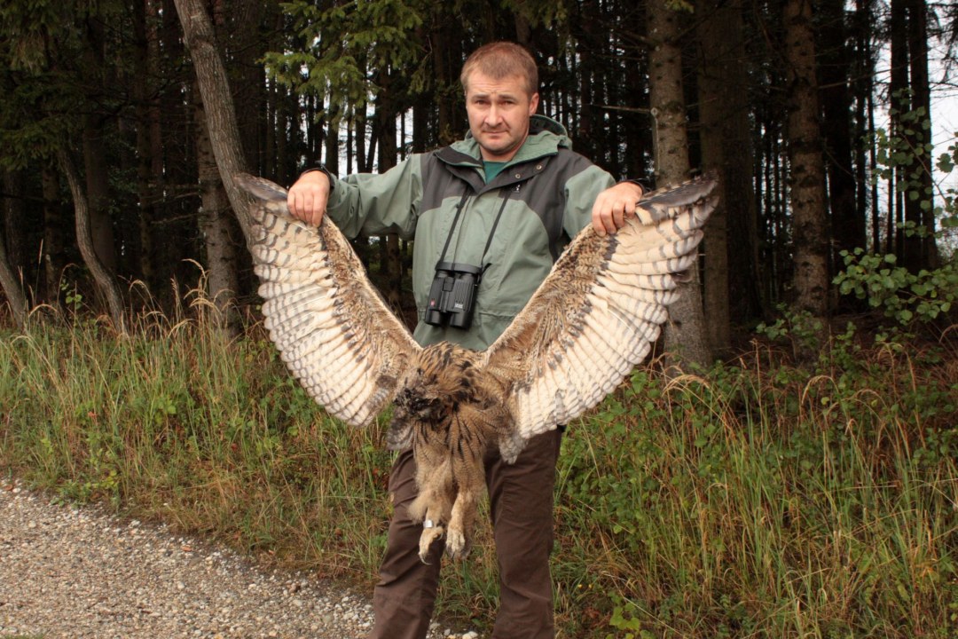 Uhu-Betreuer des LBV in Landshut Stefan Riedl mit dem getöteten Uhu | © lbv