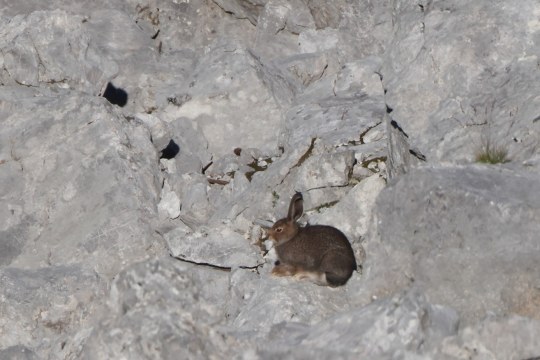 Alpenschneehase | © Hans-Joachim Fünfstück