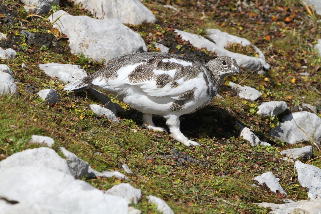 Alpenschneehuhn (weiblich) an Berghang im Frühjahr | © H.-J. Fünfstück