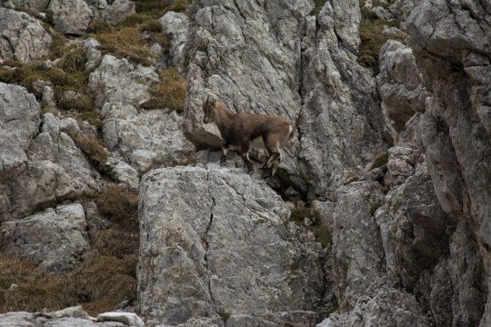 Steinbock Jungtier auf Felsen | © Henning Werth