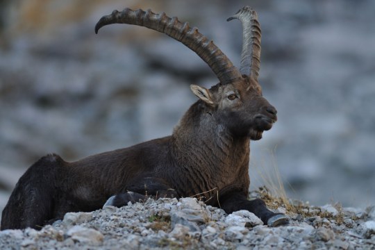 Steinbockmännchen liegend | © Henning Werth