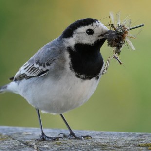 Bachstelze mit Insekten im Schnabel | © Michael Schiebelsberger